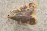 Hypsopygia costalis