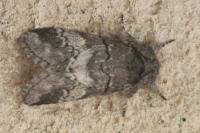 Drymonia querna