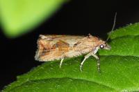 Endothenia quadrimaculana
