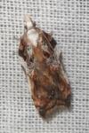 Acleris cristana