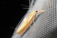 Agriphila tristella