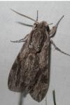Agrius convolvuli