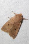 Leptologia macilenta