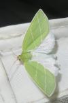 Bena bicolorana