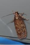 Depressaria albipunctella