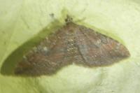 Nycterosea obstipata