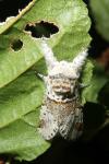 Furcula furcula