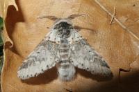 Furcula furcula