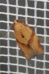 Clepsis consimilana