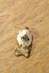 Acleris variegana