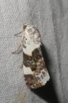Acontia lucida