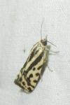 Emmelia trabealis