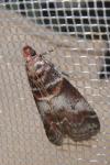 Acrobasis advenella