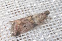 Acrobasis consociella