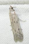 Phycitodes