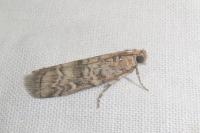 Dioryctria simplicella