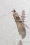 Euzophera pinguis