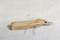 Agriphila tristella