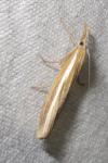 Agriphila tristella