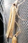 Ancylolomia tentaculella