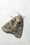 Acronicta rumicis