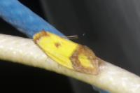 Agapeta zoegana
