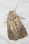 Agrotis bigramma