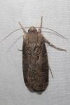 Agrotis bigramma