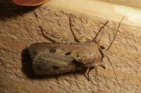 Agrotis exclamationis
