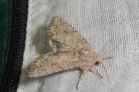 Anarta trifolii