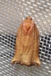 Archips podana