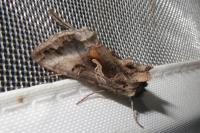 Autographa gamma