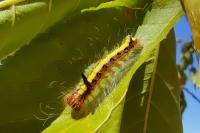 Acronicta psi