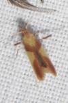 Caloptilia