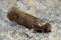 Tinea pellionella