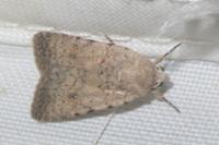 Caradrina clavipalpis