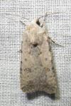 Caradrina clavipalpis