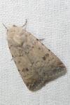 Caradrina clavipalpis