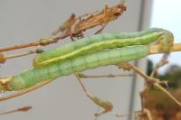 Hecatera dysodea
