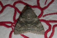 Catocala elocata