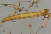 Hecatera dysodea