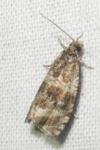 Celypha lacunana