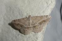 Chiasmia aestimaria