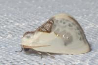 Cilix glaucata