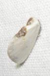 Cilix glaucata/hispanica