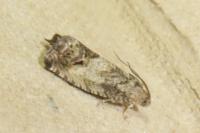 Cydia splendana