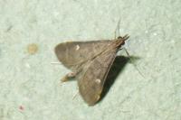 Dolicharthria punctalis
