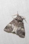 Drymonia querna