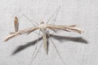 Emmelina argoteles/monodactyla