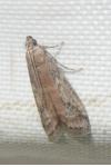 Ephestia elutella/woodiella